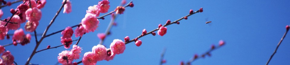 Chinese plum blossem